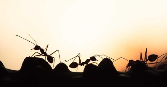 silhouette of walking ants