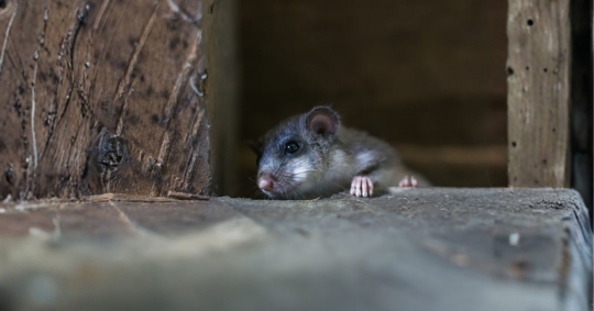 Dormouse in the attic